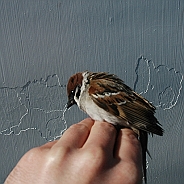 Eurasian Tree Sparrow